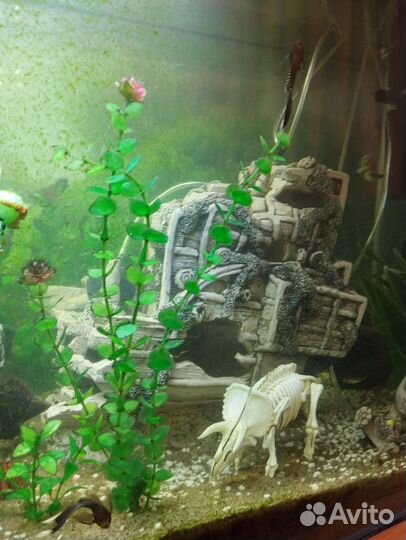 Аквариум