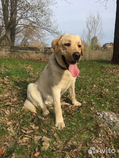 Лабрадор ретривер. Вязка