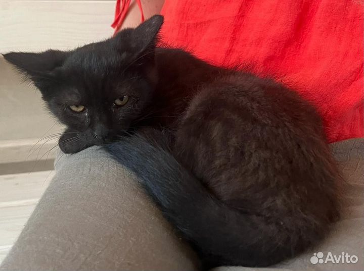 Котодевочка 3 месяца