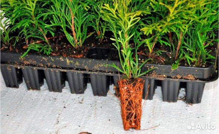 Рассада Хвойников