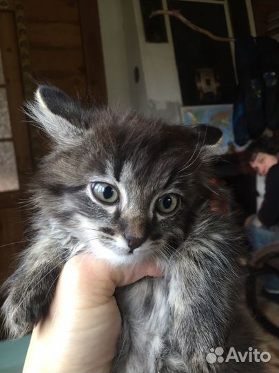 Котенок в добрые руки