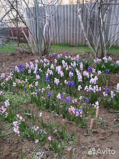 Гиацинты луковицы