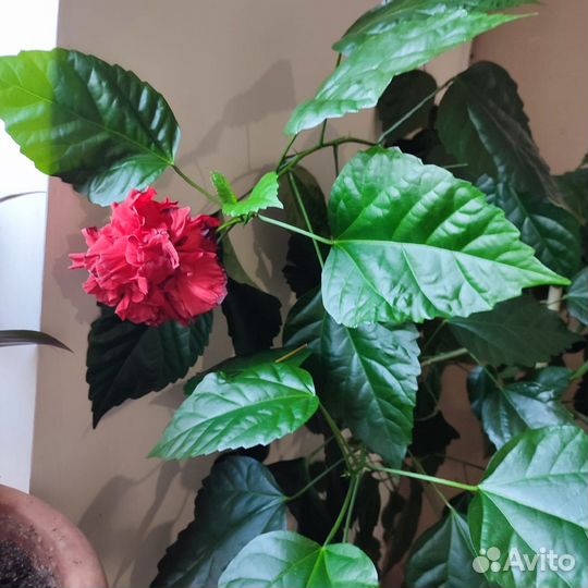 Гибискус красный махровый, молодые,укорененные