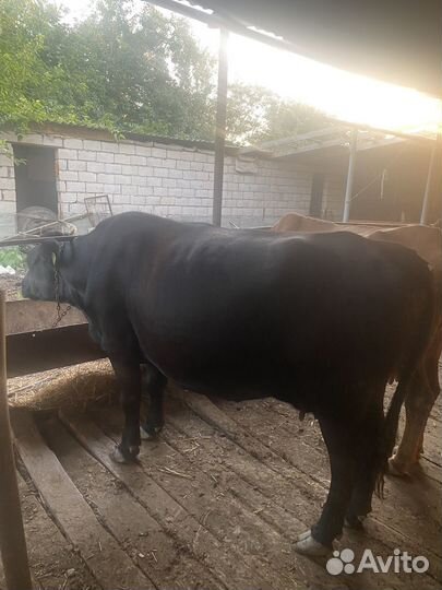 Корова на мясо