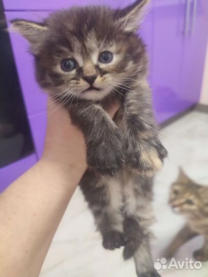 Кошка в дар бесплатно