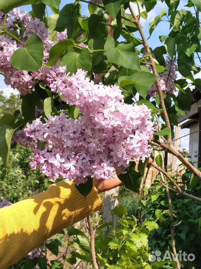 Сирень сортовая