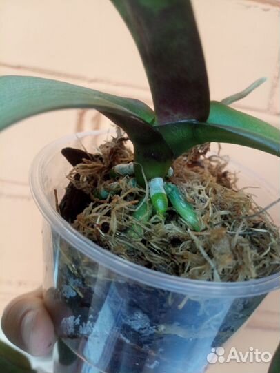 Орхидея фаленопсис