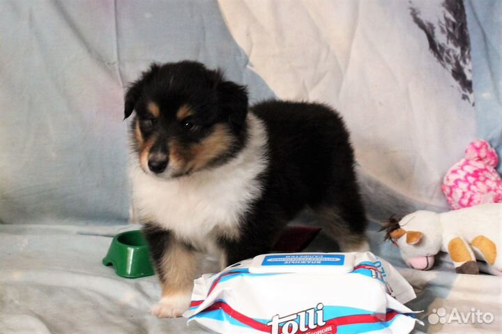 Колли щенки