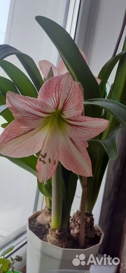 Гиппеаструм луковицы детка