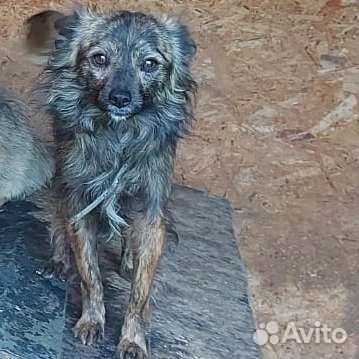 Мелкий кобелек