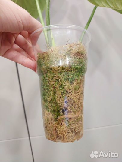 Филодендрон