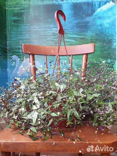 Традесканция Фата Невесты. Каллизия