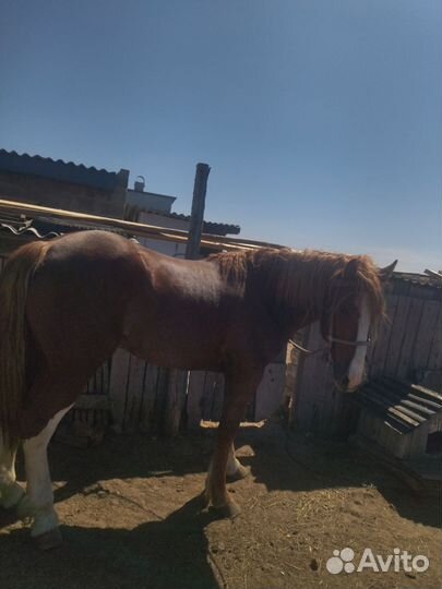 Жеребец тяжеловозной породы