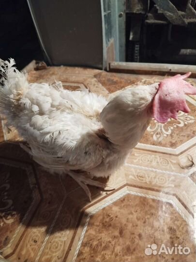 Куры несушки