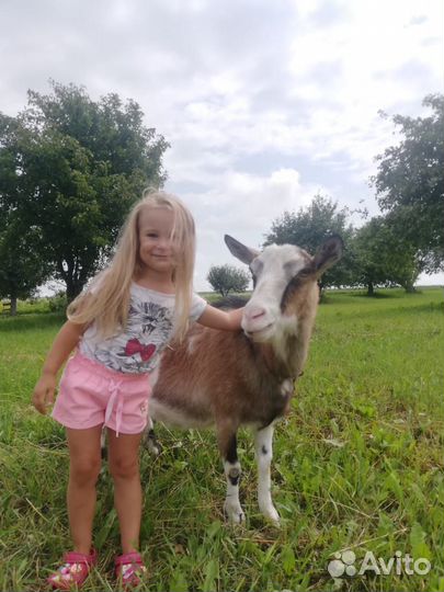 Козье молоко