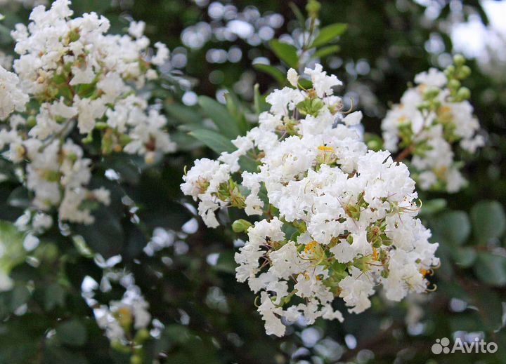 Лагерстремия (индийская сирень) - белая