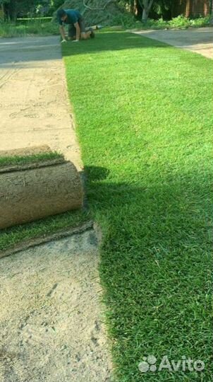Рулонный газон 