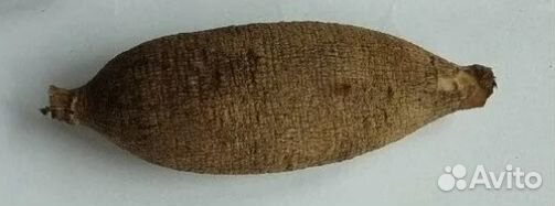 Георгины клубни