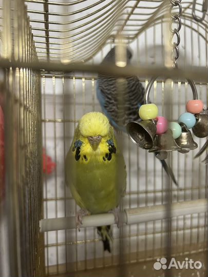 Попугаи ввп чехи