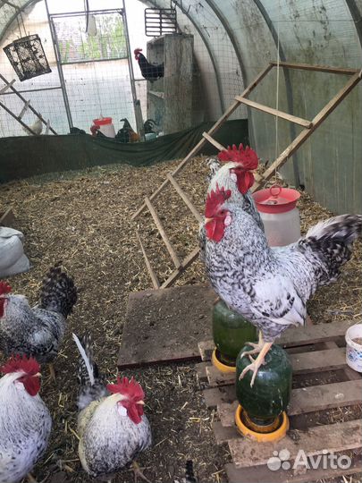 Петухи яичной породы