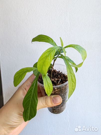 Комнатные растения цветы