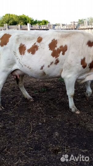 Продам коров
