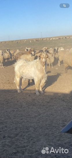 Козел бурский