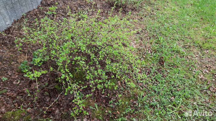 Саженцы малины, крыжовника, смородины и др