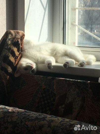 Кошка в добрые руки