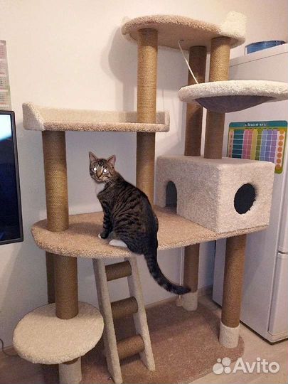 Игровые комплексы и когтеточки для кошек