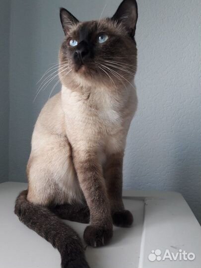 Вязка тайского кота