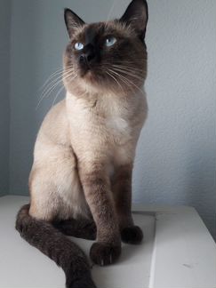 Вязка тайского кота