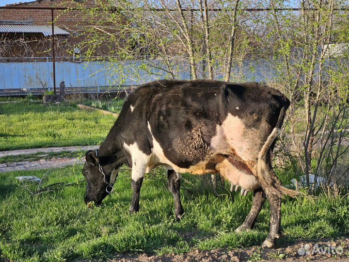 Корова дойная