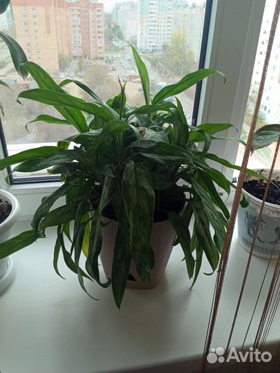 Комнатное растение