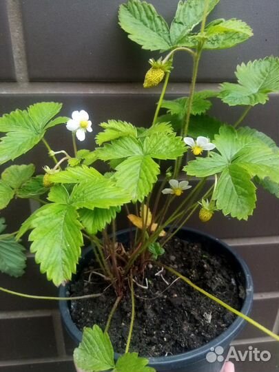 Земляника ремонтантная альпийская