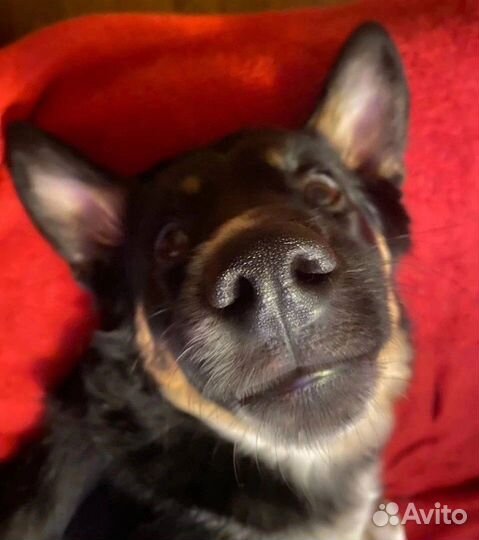 Щенок в добрые руки