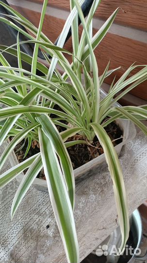 Цветы (комнатные)