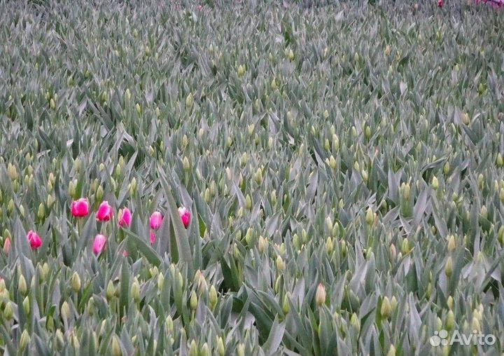 Тюльпаны оптом