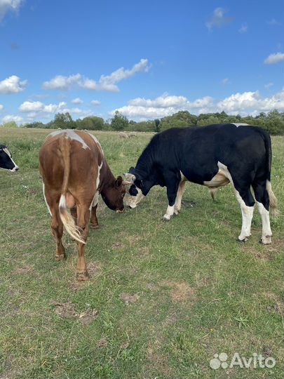 Быки на племя