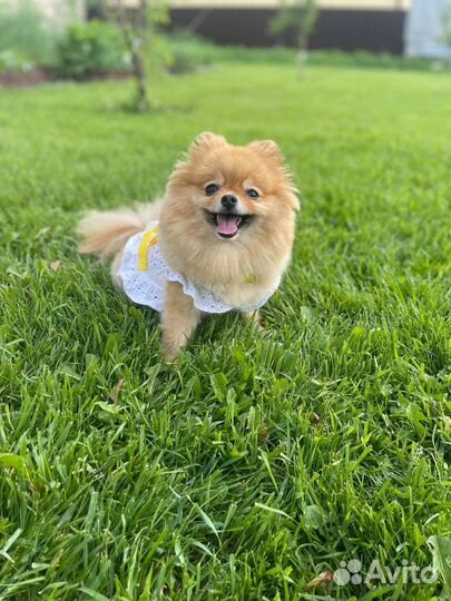 Шпиц вязка девочка