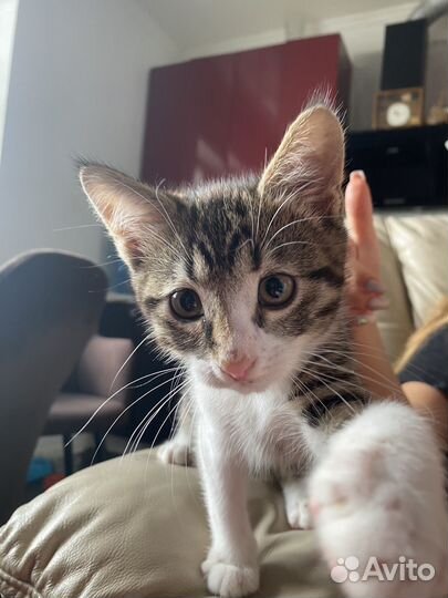 Кошка в дар