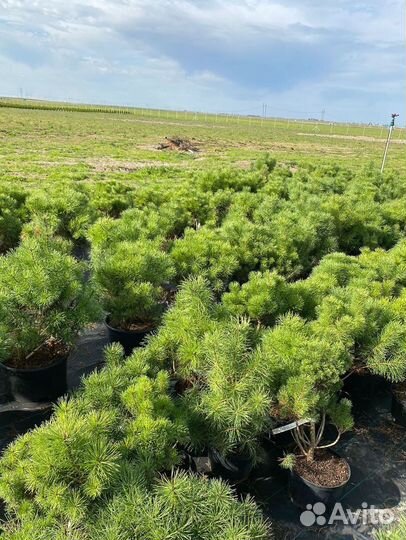 Горная сосна оптом С10 40-60 см