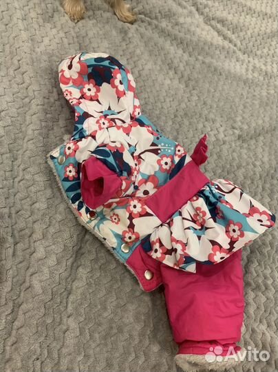 Одежда для собак