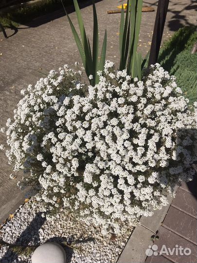 Алиссум Сноу Принцесс