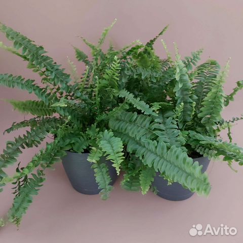 Нефролепис Доставка растений Тюмень