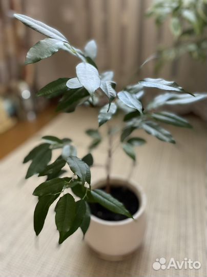 Фикус бенджамина