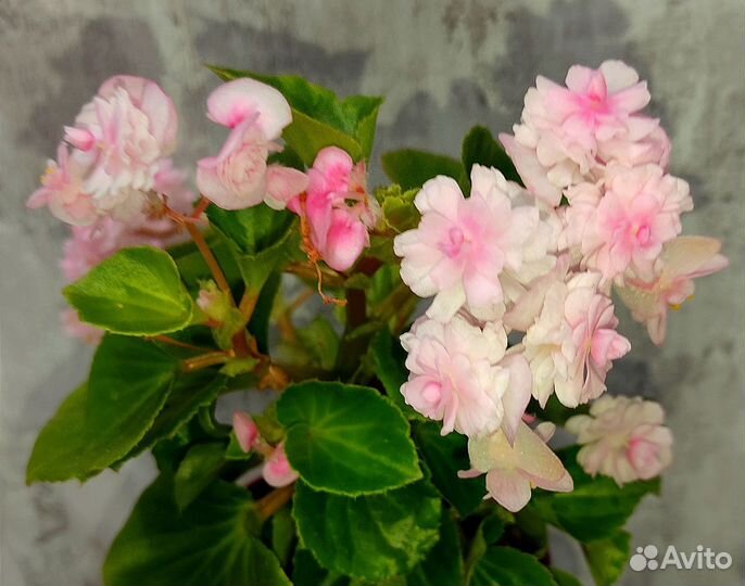 Бегония вечноцветущая