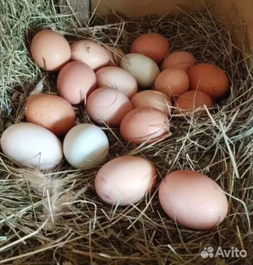 Домашние яйца из деревни