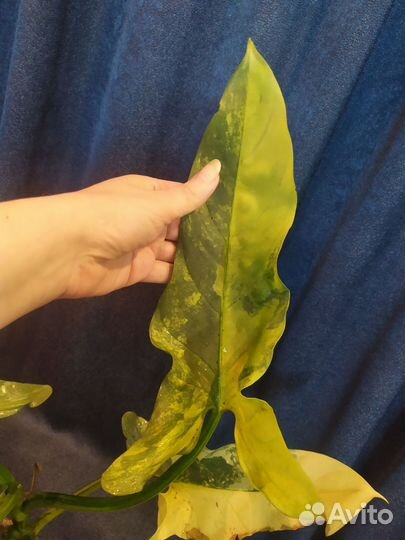 Филодендрон Silver Sword