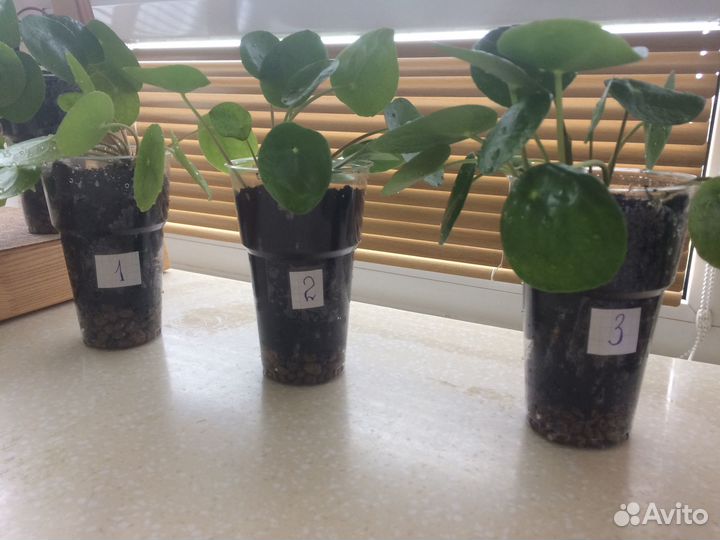 Пилея пеперомиевидная (денежное дерево)